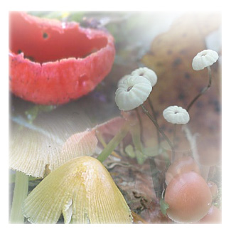 Fotomontaggio di diversi funghi