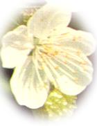 Foto di un particolare del ciliegio selvatico; cliccando si espande (471KB)